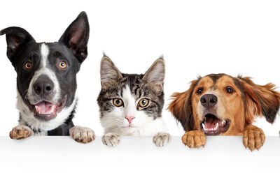 Calingo: Die Haustierversicherung, die Ihren pelzigen Freunden die Pflege bietet, die sie verdienen